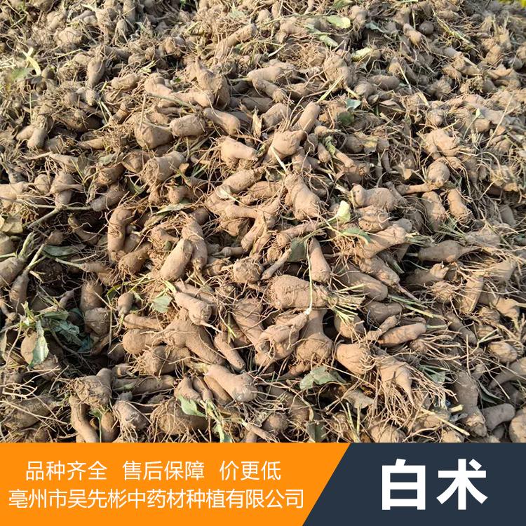 2020 白术种苗选择吴先彬中药材种苗 科学种植