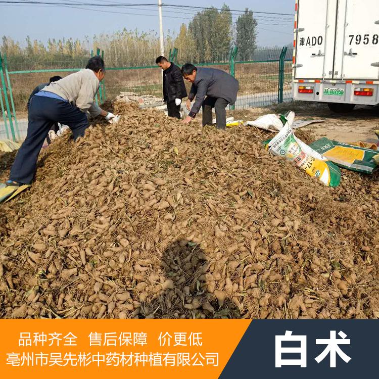 白术种苗 种苗价格 中药材种植厂家直销