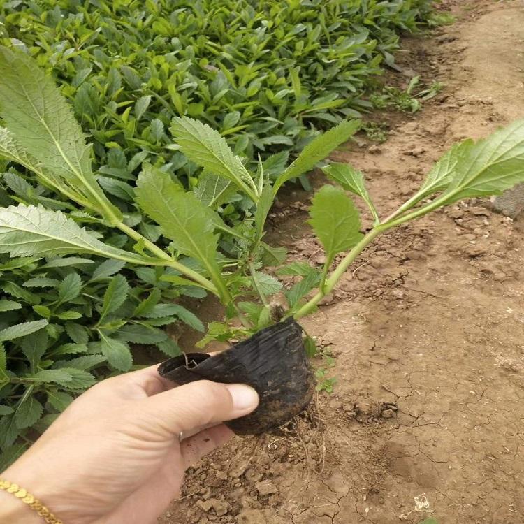 马鞭草小苗供货商 青州马鞭草小苗