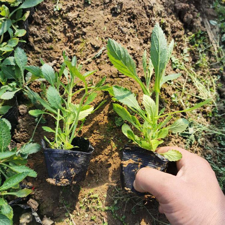 马鞭草小苗欢迎选购 山东马鞭草小苗