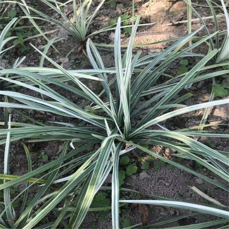 绿化用麦冬种植基地 潍坊绿化用麦冬