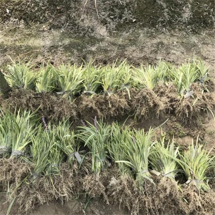 银边麦冬供货商 长期出售银边麦冬