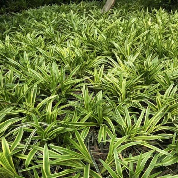 麦冬欢迎选购 基地直销麦冬