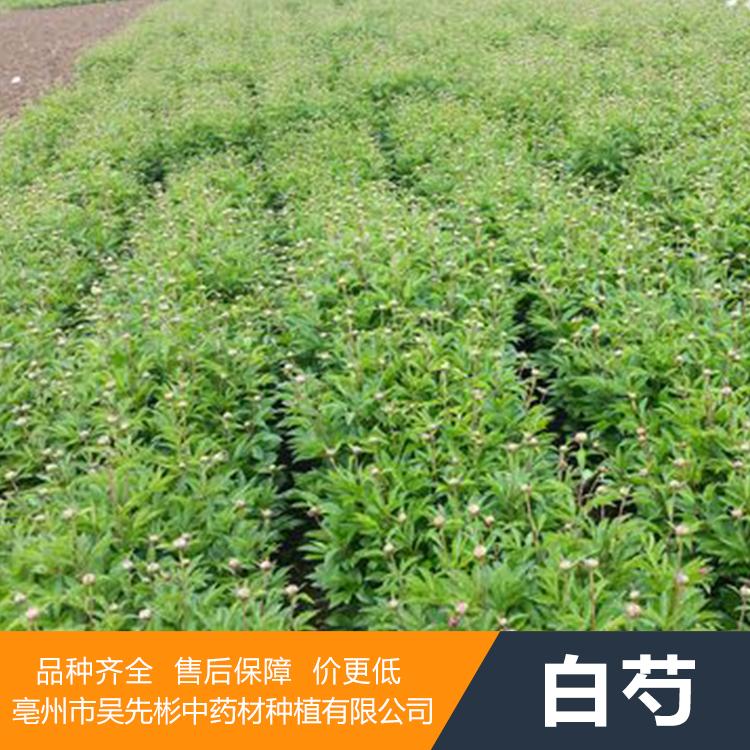 中药材种植基地 白芍种苗批发供应