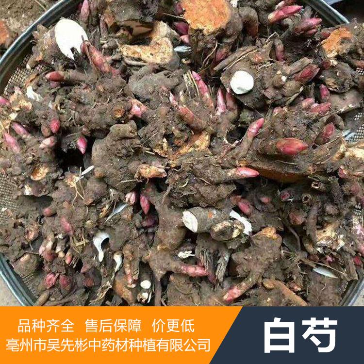 药材种苗 白芍种苗厂家
