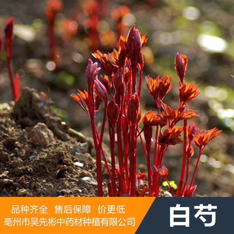 中药材种苗 白芍种苗种子批发厂家