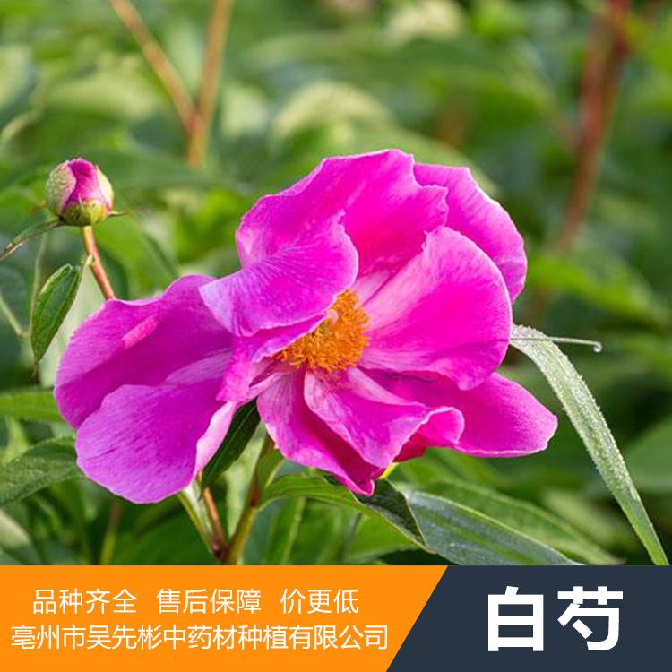 白芍种苗 药都亳州中药材种植基地直发