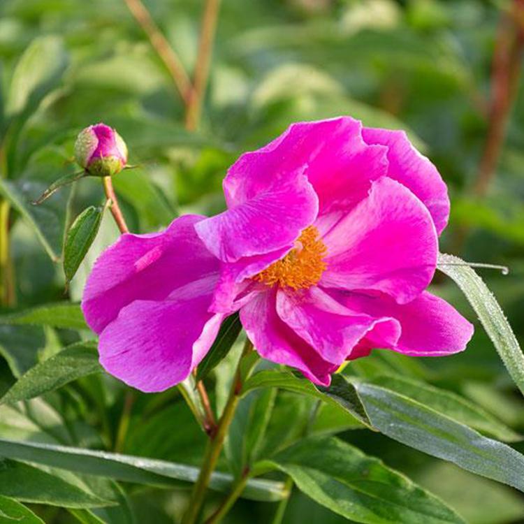 中药材种子价格 白芍籽批发价格