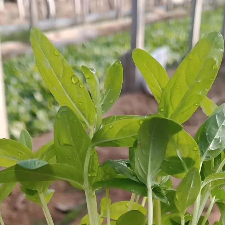 青州苗圃用千屈菜小苗 苗圃用千屈菜小苗行情 欢迎致电
