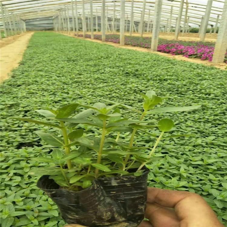 长期供应千屈菜 千屈菜种植基地 信息长期有效