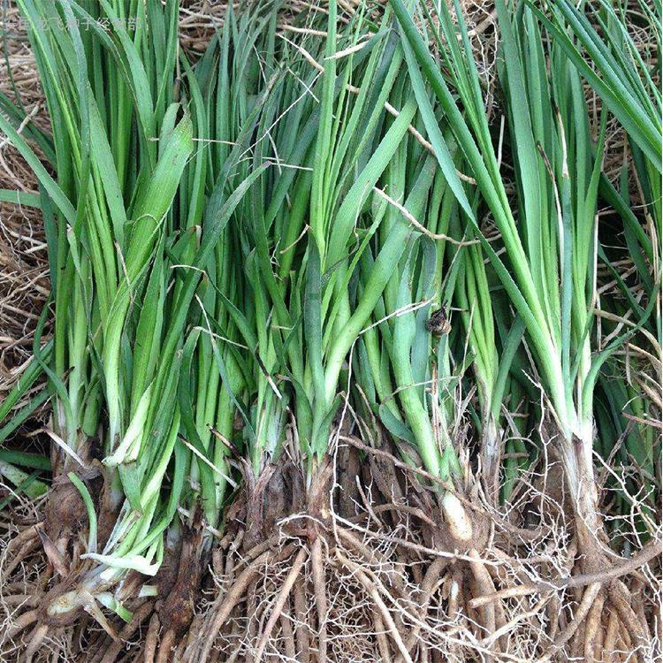 知母种苗种植 吴先彬种苗 中药材种苗种植基地 知母中药材种苗批发厂家