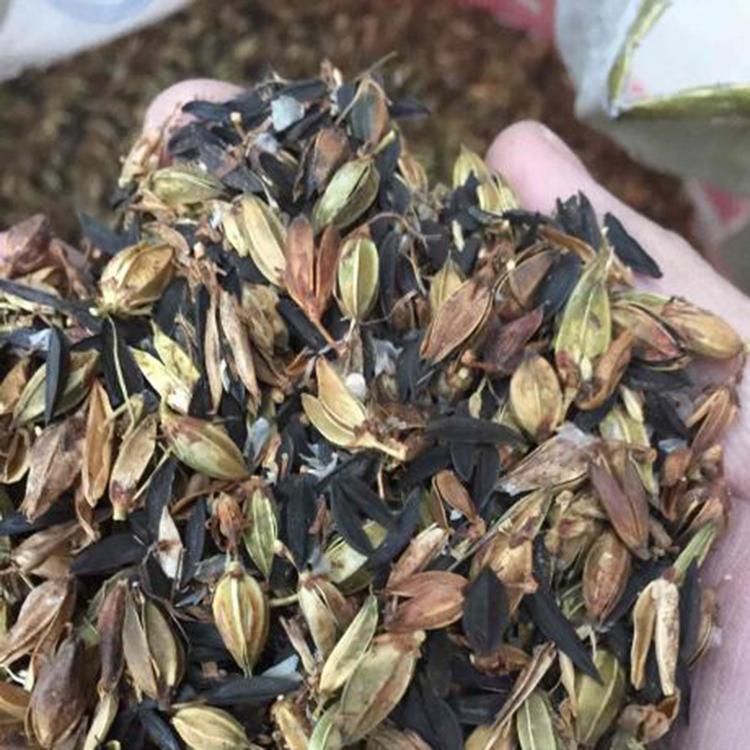 知母种籽 苗子 知母种苗