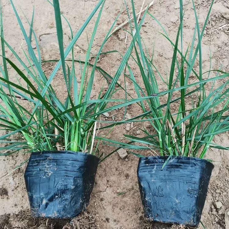 小兔子狼尾草种植基地 潍坊小兔子狼尾草 欢迎致电
