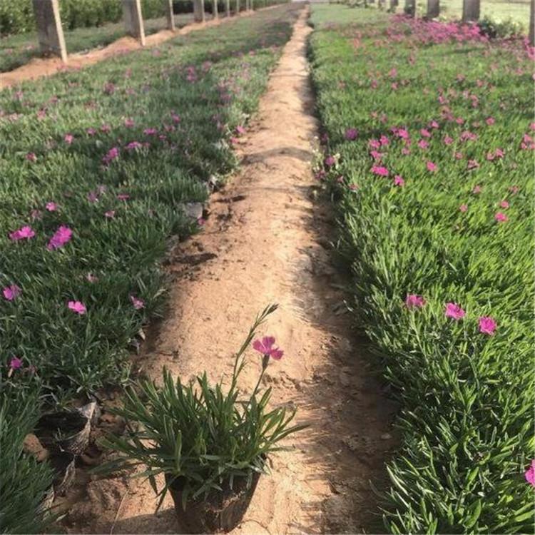 欧石竹小苗批发商 基地直销欧石竹小苗