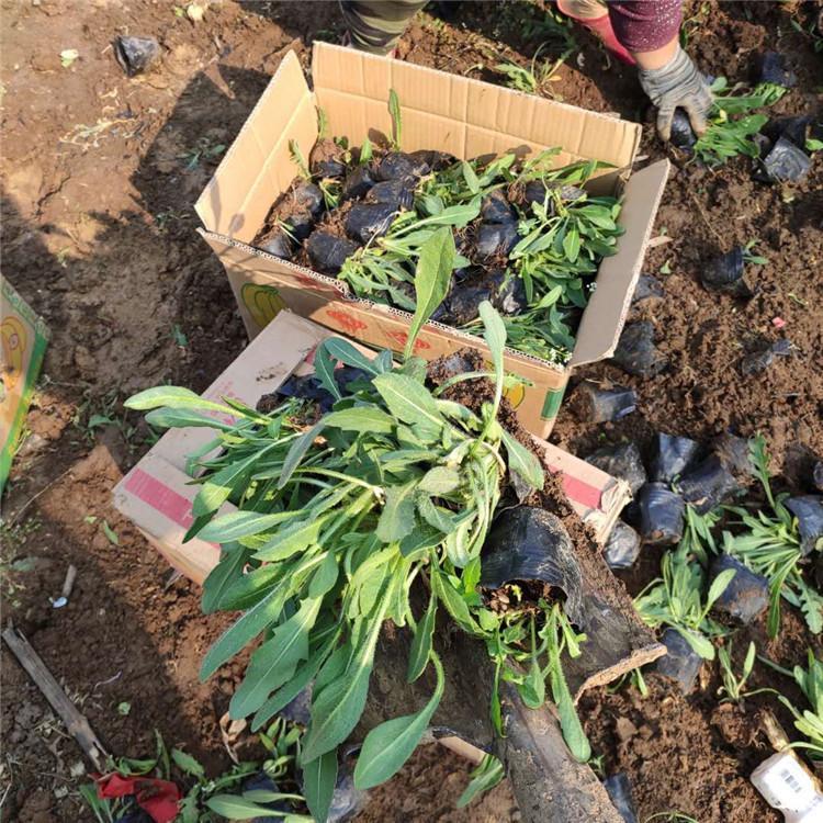 铭雅花卉大量出售天人菊小苗  开花观赏性好  养护简单