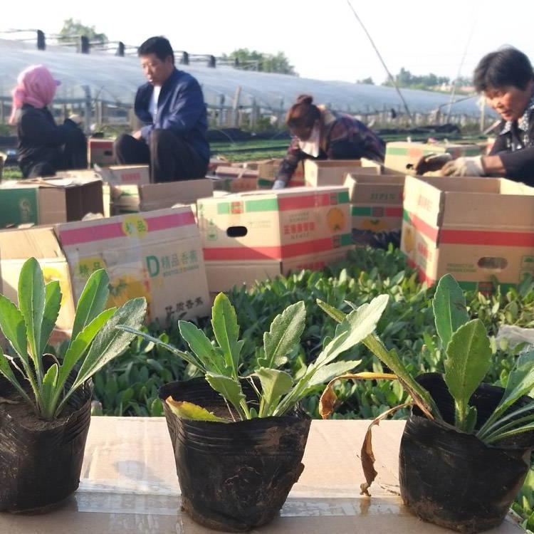花坛阳台草花天人菊  天人菊苗  价格优惠