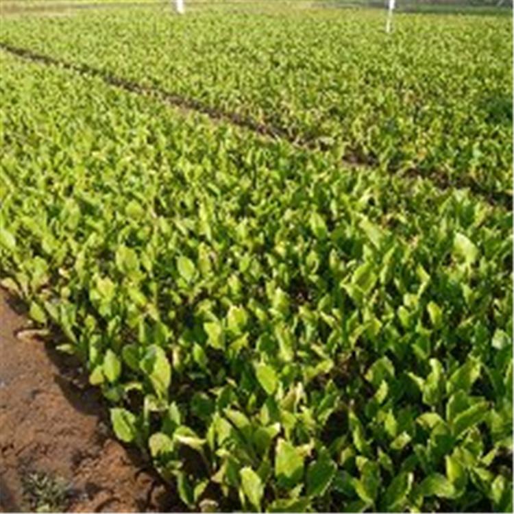 ###花叶玉簪哪里的好 花叶玉簪 玉簪花哪里的好