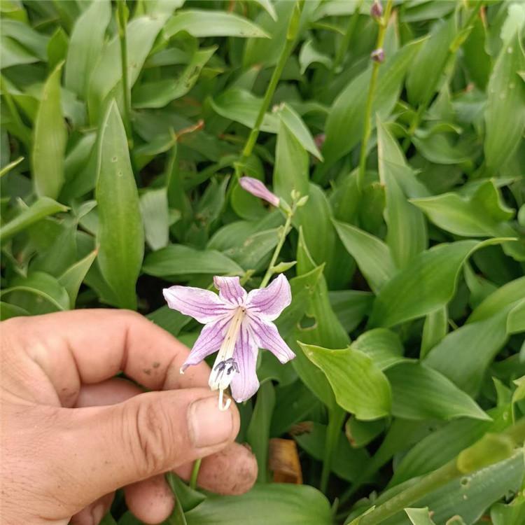 ###紫玉簪图片 紫玉簪 玉簪花图片