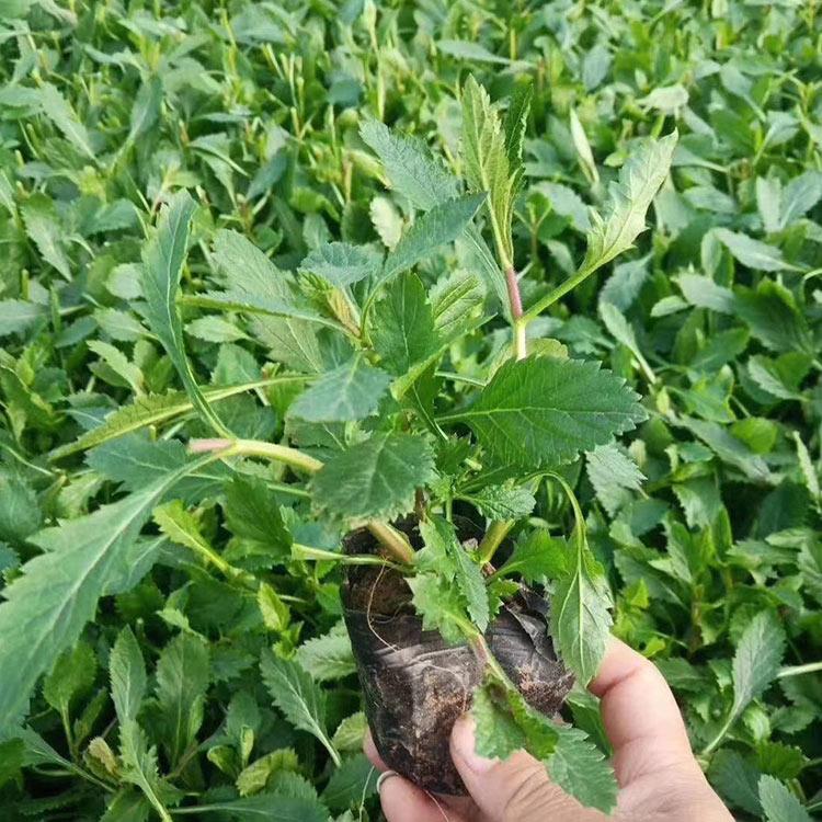 马鞭草基地   柳叶马鞭草工程用苗   花海专供