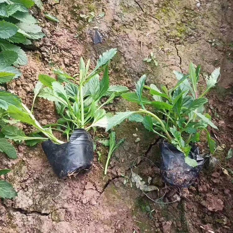 基地批发马鞭草 马鞭草供应商 柳叶马鞭草批发