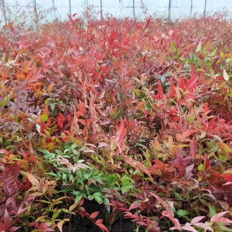 河北石家庄南天竹供货商