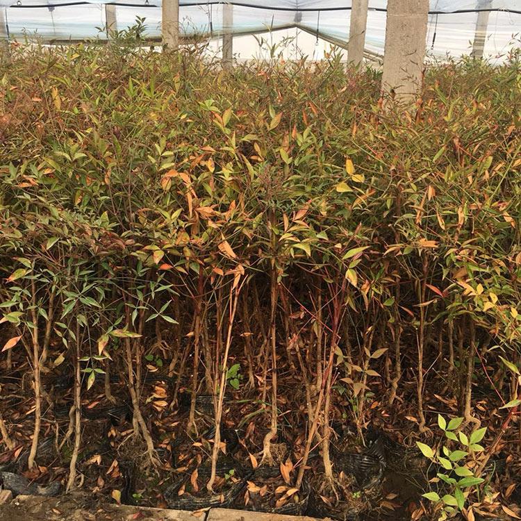 价格从优南天竹 山东南天竹基地 南天竹小苗价格