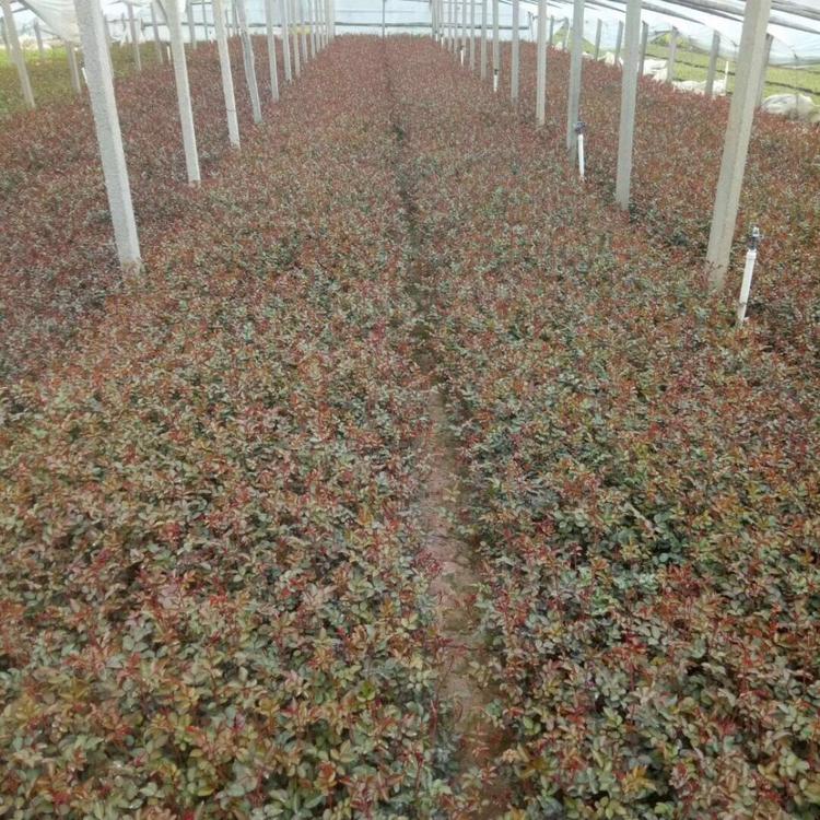 江苏地被月季大量供应 地被月季大量供应