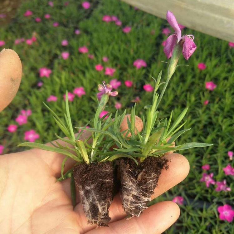 河南河北欧石竹价格欧石竹草坪多少钱一平方