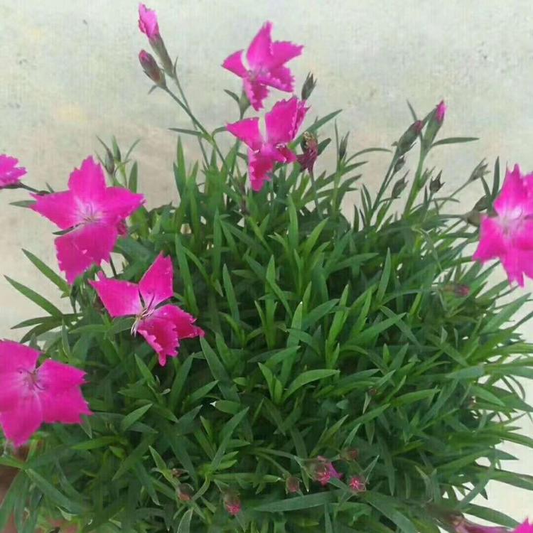 欧石竹杯苗种植间距欧石竹供应基地