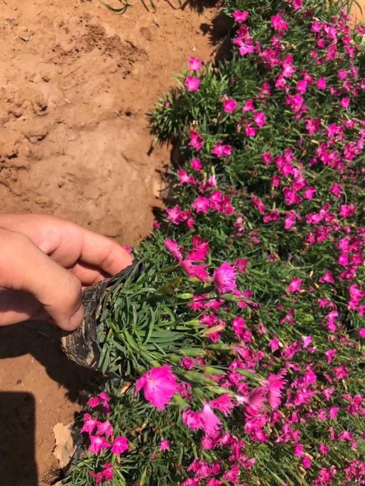 河南欧石竹种植方法欧石竹种子