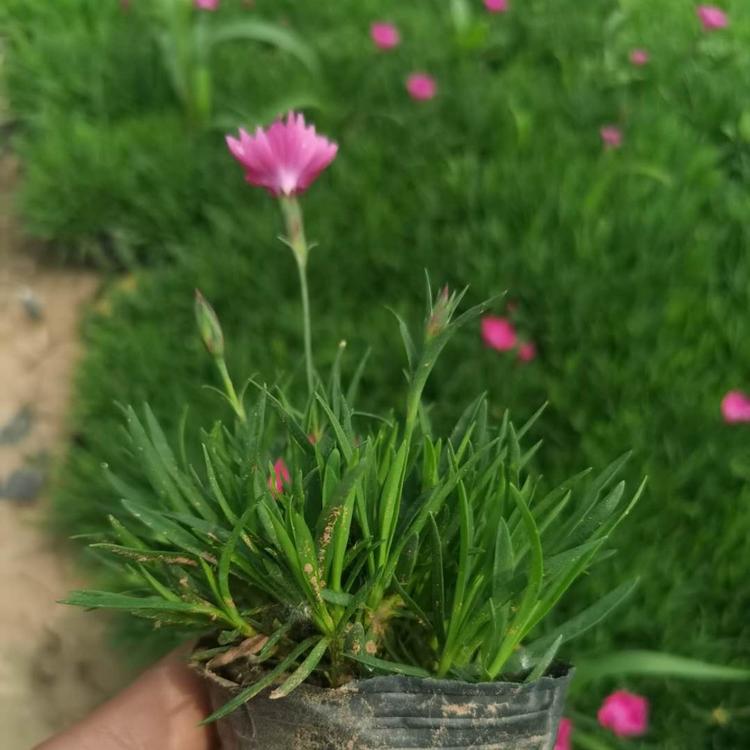 欧石竹价格欧石竹种植基地