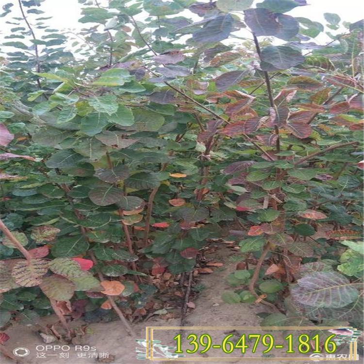 自产自销黄栌小苗 绿化黄栌小苗基地  带土盆栽黄栌苗
