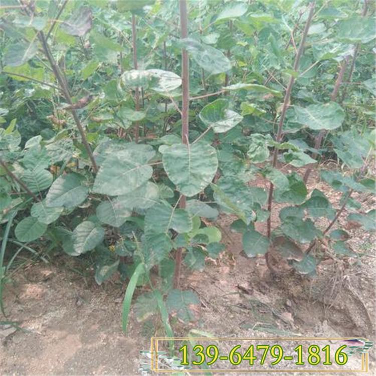 供应绿化苗木黄栌苗 现挖现卖 山东苗圃直销工程苗木黄栌