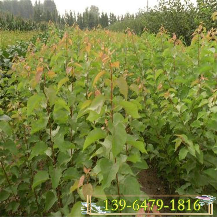 绿化工程用黄栌树苗 秋季红叶树种 黄栌树苗种植
