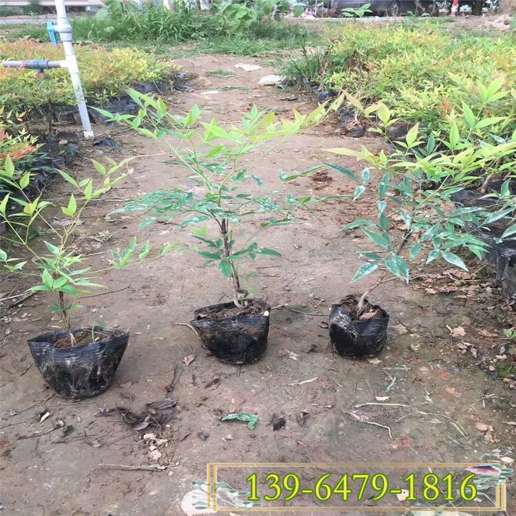 新品种彩叶地被植物火焰南天竹 庭院绿化 火焰南天竹
