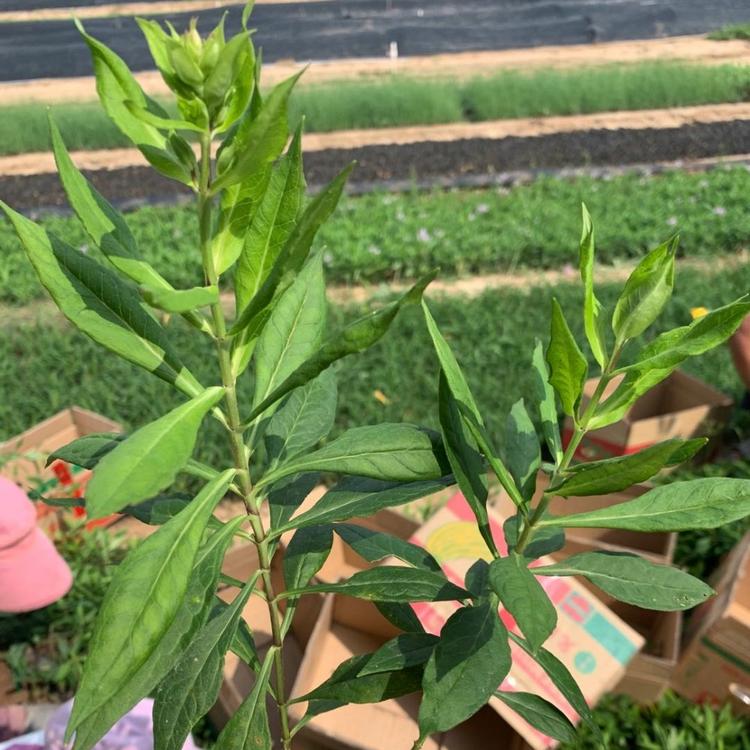 福禄考价格   直立福禄考批发  时令草花