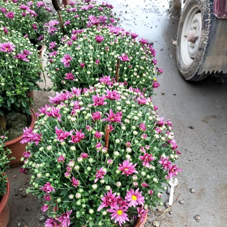 菊花价格  国庆菊批发  翠菊基地   万寿菊批发