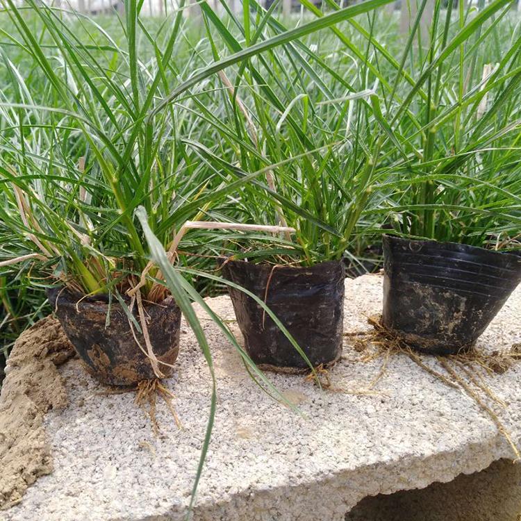 小兔子狼尾草种植基地 小兔子狼尾草 绿化用 地被观赏草