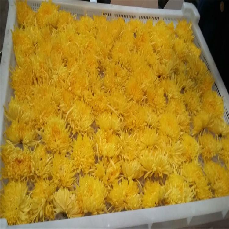 金丝黄菊烘干设备 杭白菊烘房 菊花空气能热泵烘干机菊花烘干设备