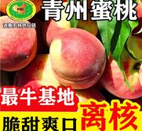 青州蜜桃 离核脆甜 产地直发 全国可发货 可电商一件代发