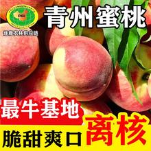 青州蜜桃 离核脆甜 产地直发 全国可发货 可电商一件代发
