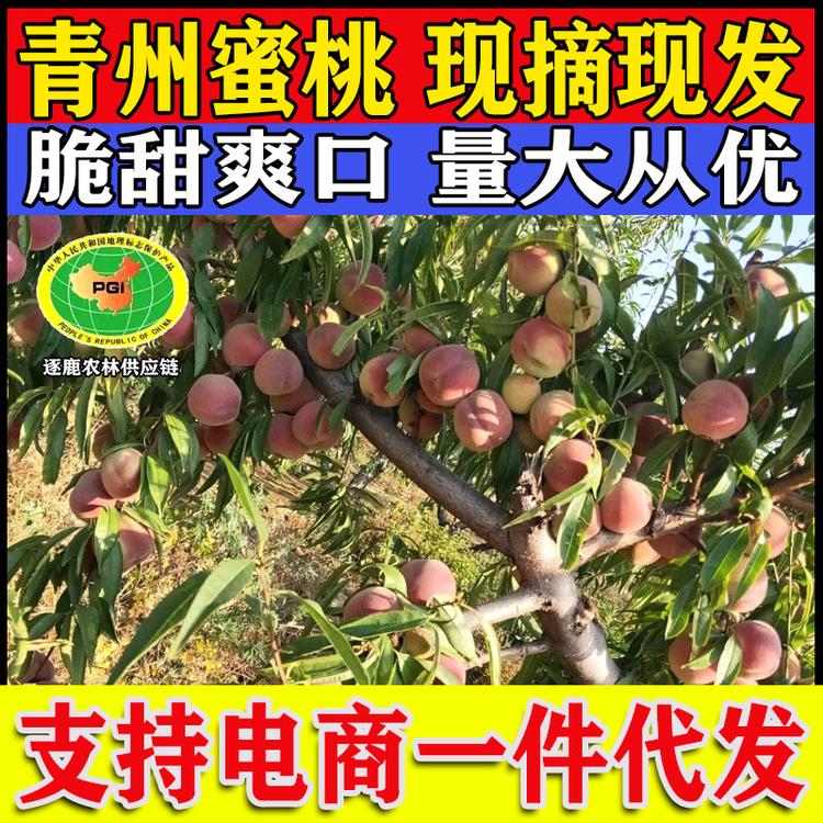 青州蜜 全红蜜 蜜桃王 大老板 二老板 冬雪蜜 离核蜜桃毛桃