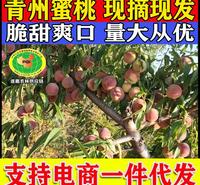 青州蜜 全红蜜 蜜桃王 大老板 二老板 冬雪蜜 离核蜜桃毛桃