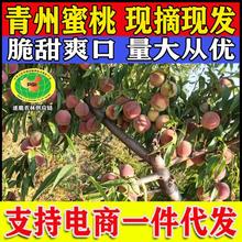 青州蜜 全红蜜 蜜桃王 大老板 二老板 冬雪蜜 离核蜜桃毛桃