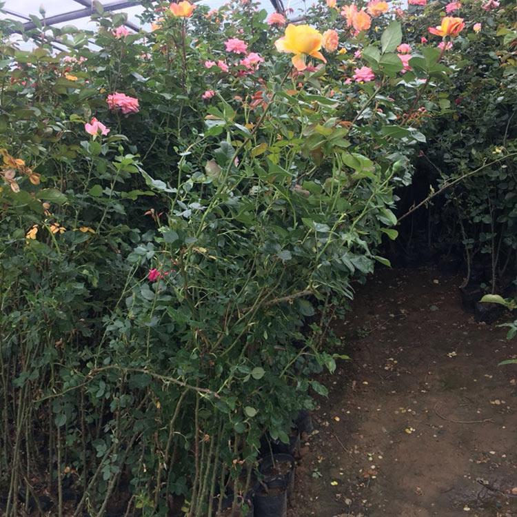 月季苗培育基地 藤本月季 山东藤本月季批发