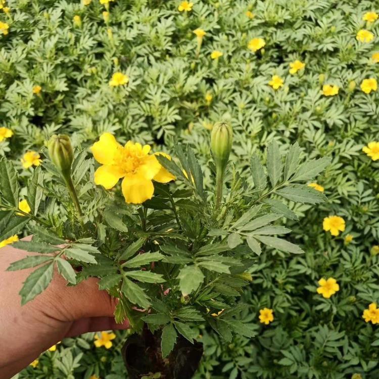 观赏盆栽万寿菊  万寿菊盆栽 庭院美化