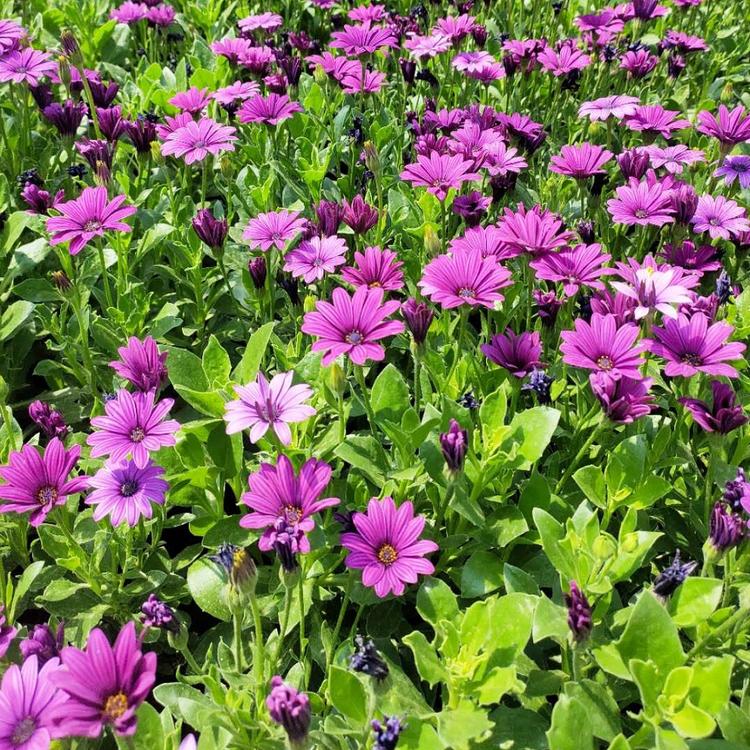 时令花卉万寿菊  万寿菊报价 泳拳花卉供应批发