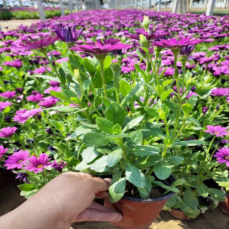 国庆摆租万寿菊  万寿菊报价 庭院美化