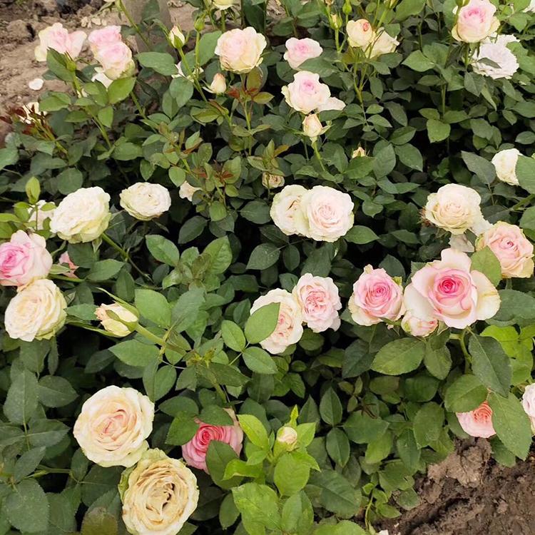 大花月季价格 山东大花月季种植基地 大花月季报价 腾骏大花月季
