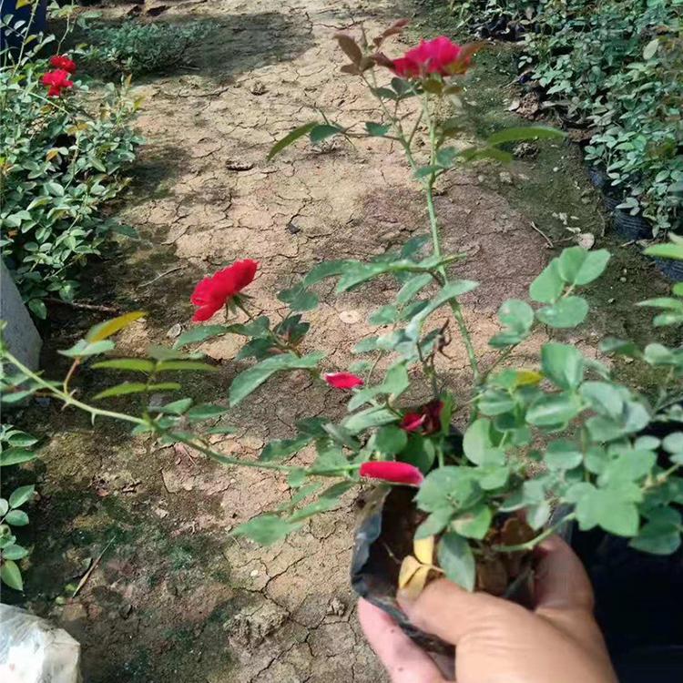 腾骏 大花月季供应 丰花月季种植 丰花月季价格